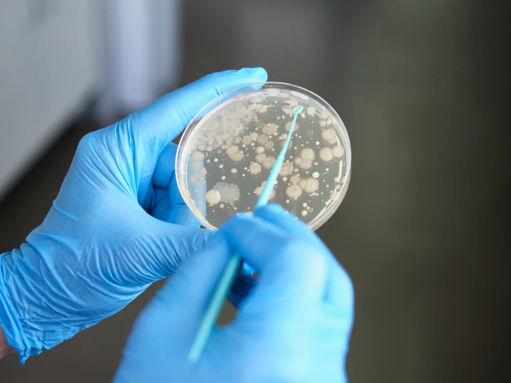 Gloved hands working with a petri dish containing bacterial colonies