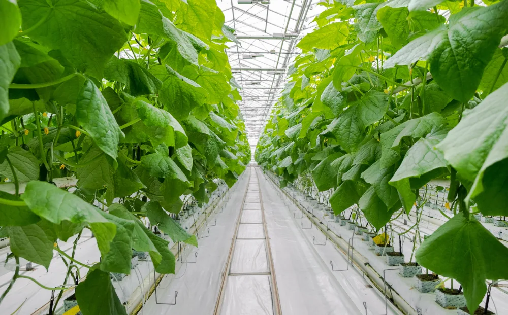 Greenhouse with rows of cucumber plants and an aisle between the growing gutters