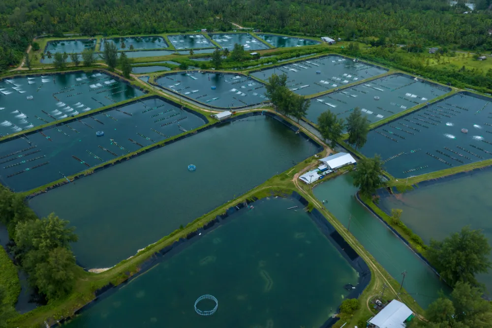 Aerial view of aquaculture ponds with aerators, surrounded by trees