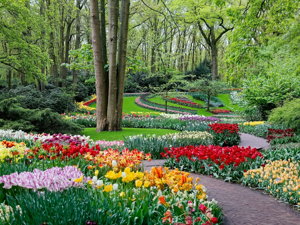 Blooming garden with borders full of tulips and other spring flowers along a curving brick path, with tall trees in the background