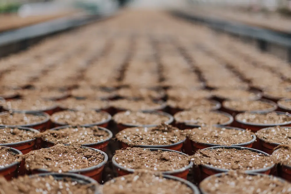 Rows of growing pots filled with substrate and perlite