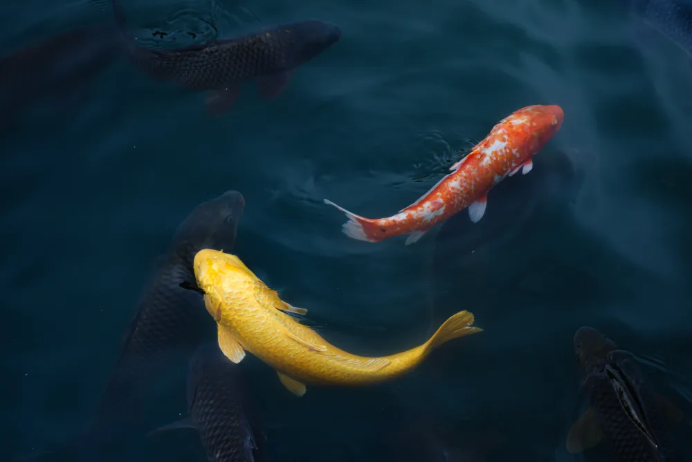 Orange and yellow koi swimming among dark fish in a pond, seen from above